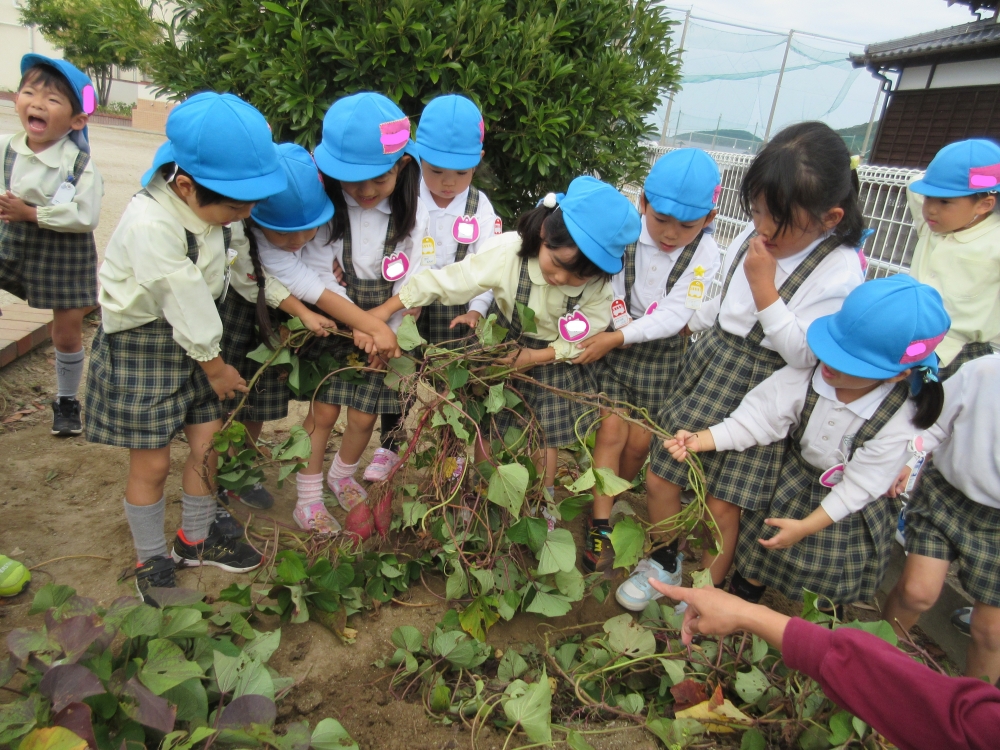 幼稚園の畑のお芋掘り