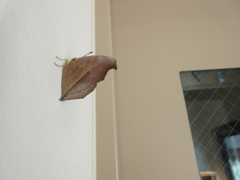 木の葉蝶(このはちょう)
